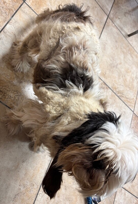 View Marley the Dog Photo #3