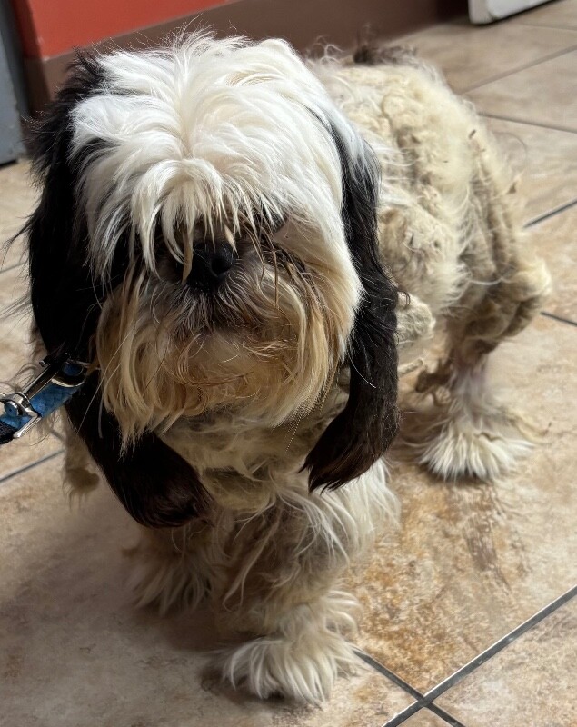 Marley - Dog