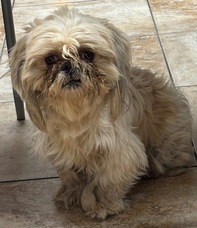 Badu - Dog