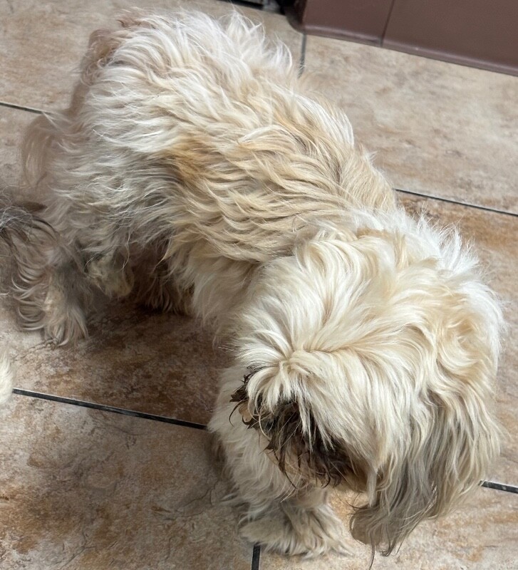 View Badu the Dog Photo #4