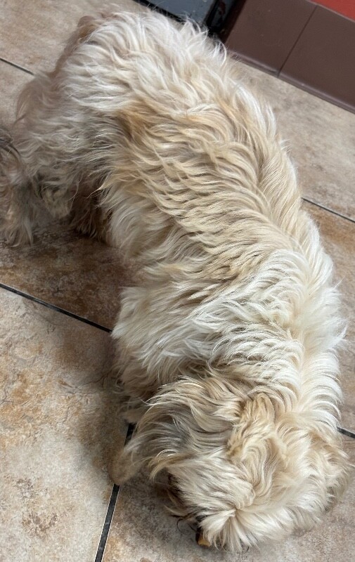 View Badu the Dog Photo #3