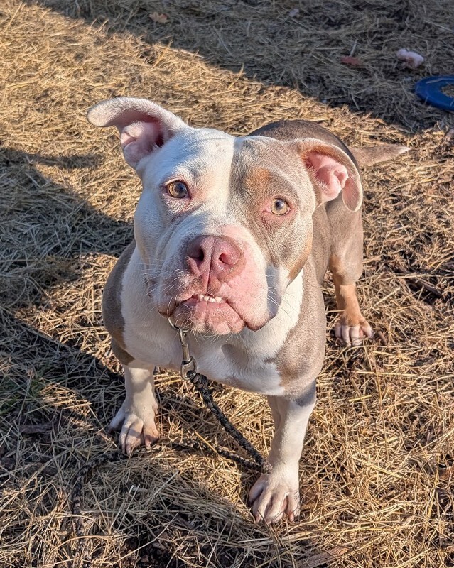 Gretel - Dog