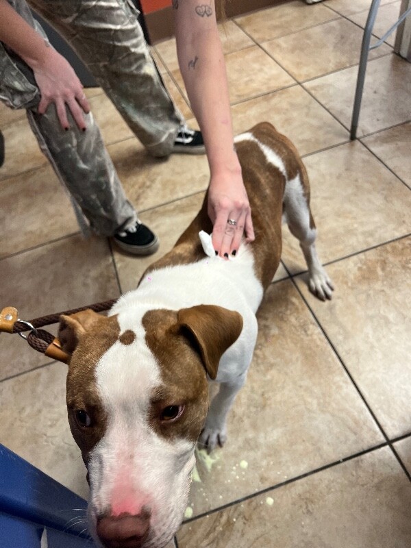 View Aunt Fester the Dog Photo #4
