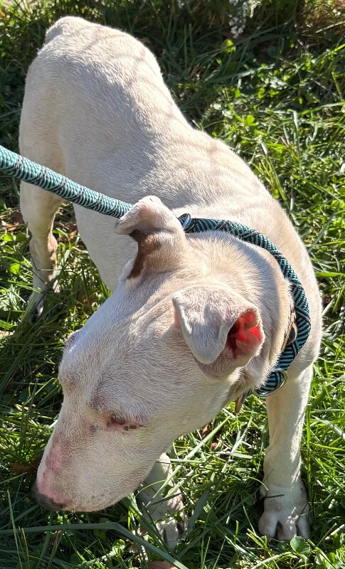 View Arnie the Dog Photo #3