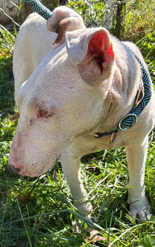 View Arnie the Dog Photo #4
