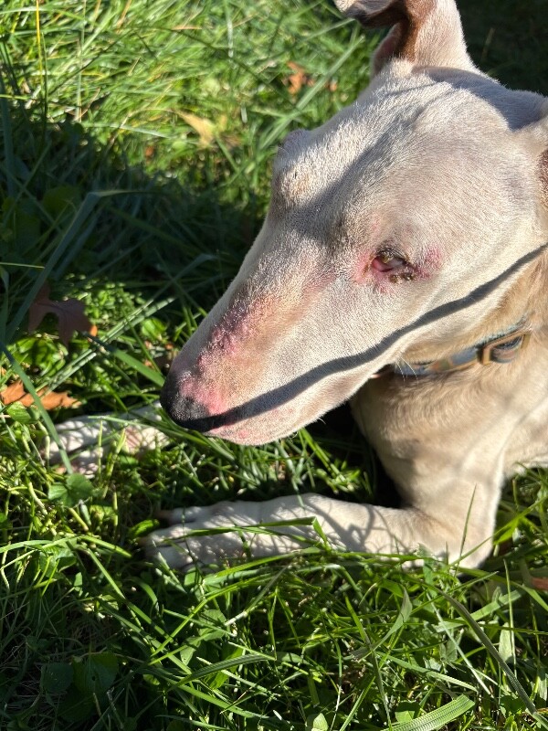 View Arnie the Dog Photo #5