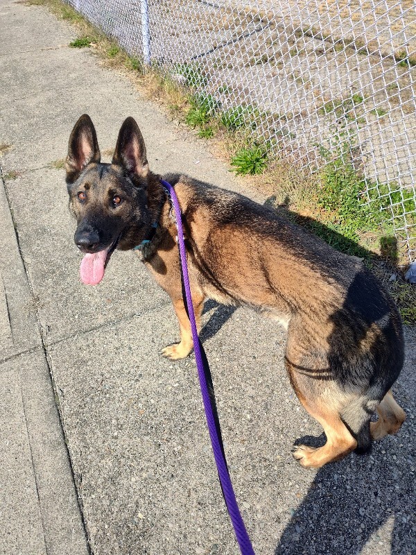 View Shaquille Oatmeal the Dog Photo #2