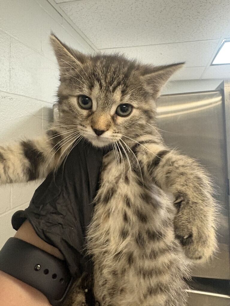 Belladonna - Cat