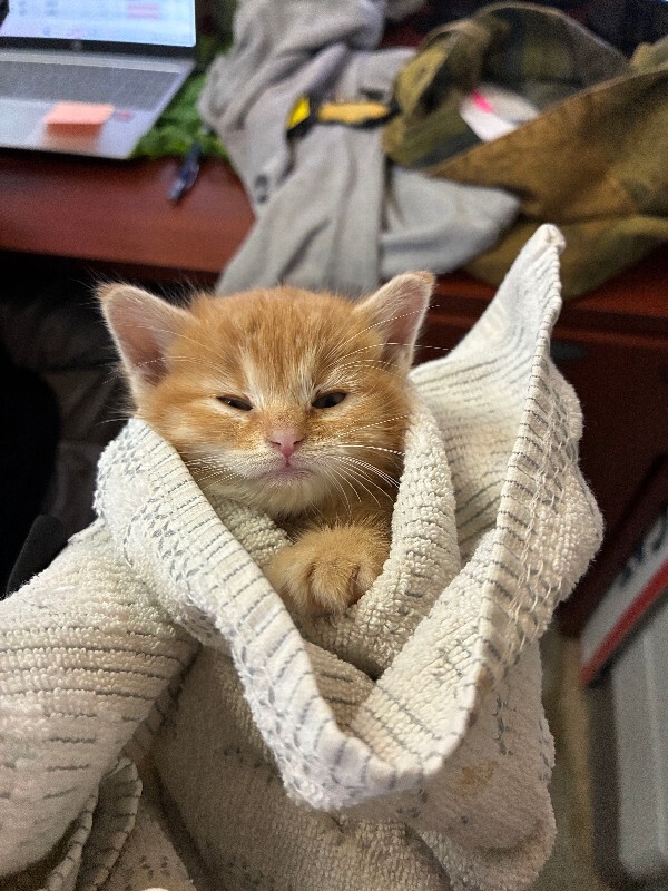 Fizz - Cat