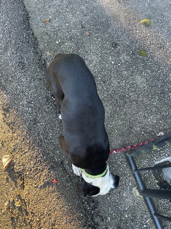 View Bacon the Dog Photo #3