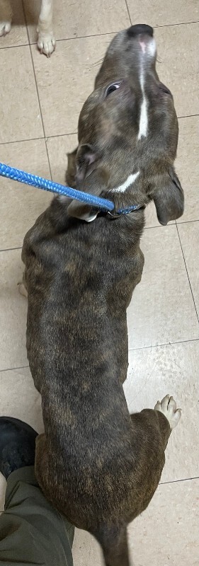 View Marge the Dog Photo #2