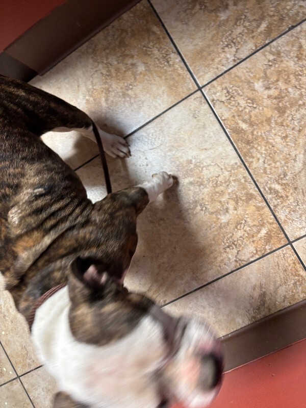 View Cecelia the Dog Photo #4