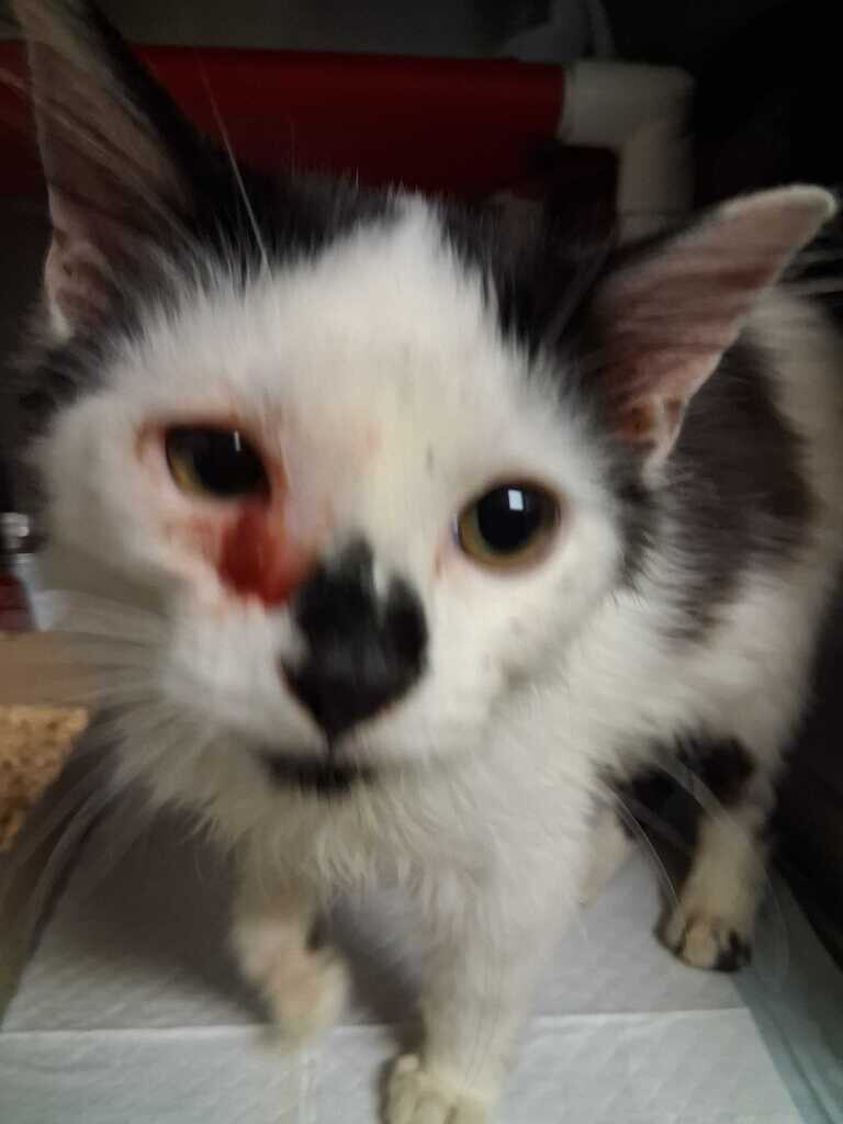 Poppy - Cat