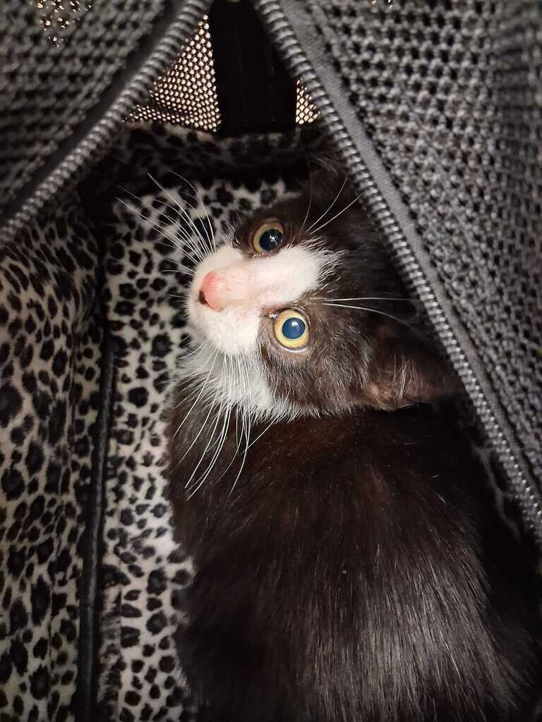 Pepper - Cat