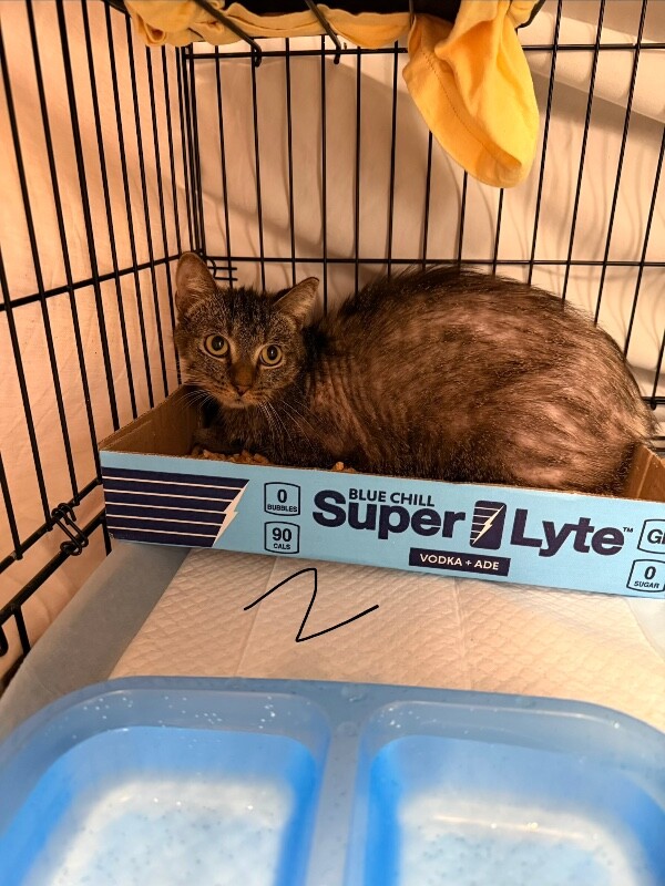 Wayne - Cat