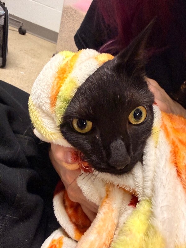 Elizabeth - Cat