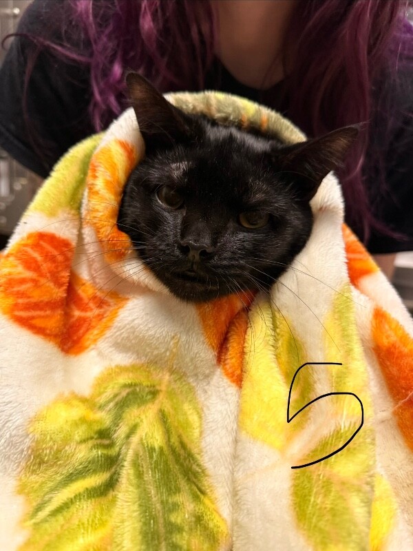 Richard - Cat