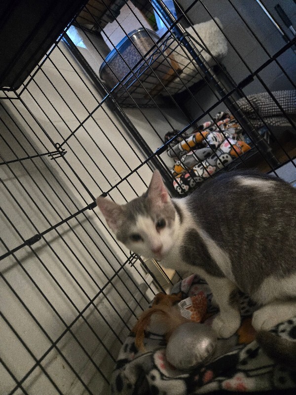Houndstooth (actual) - Cat