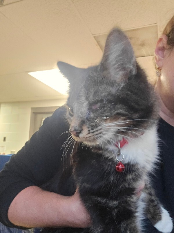 Teeny (actual) - Cat