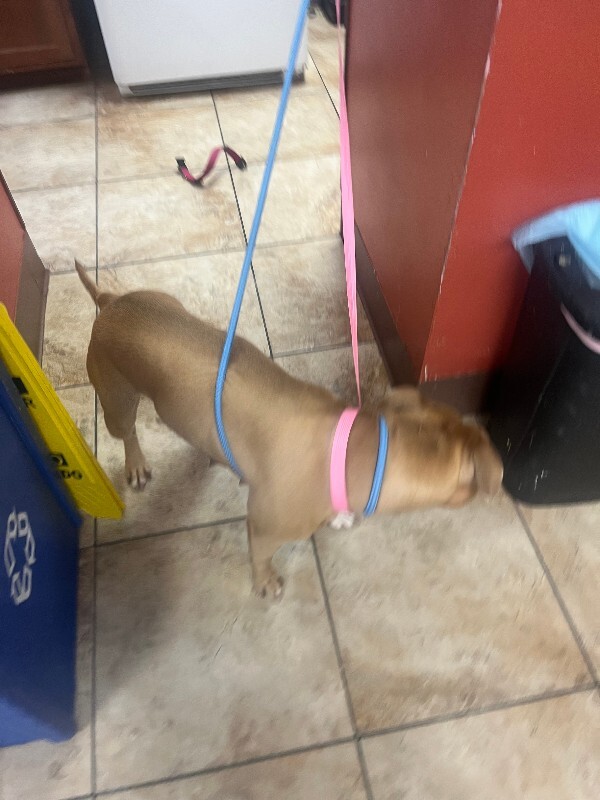 View Donna the Dog Photo #4