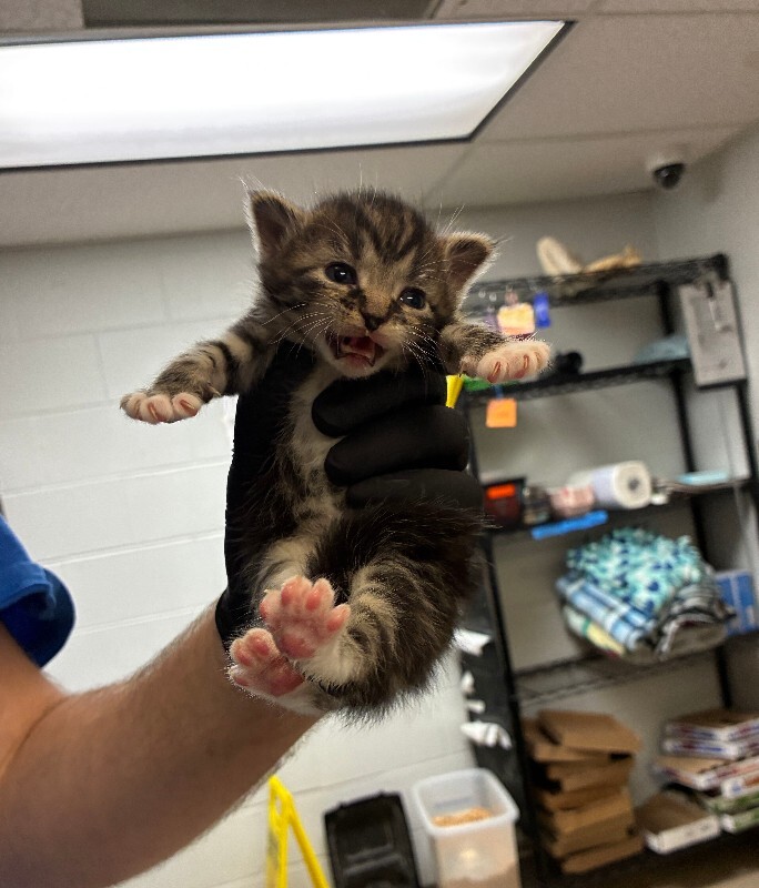 Trolli - Cat