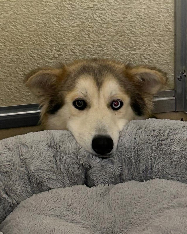 Joey - Dog