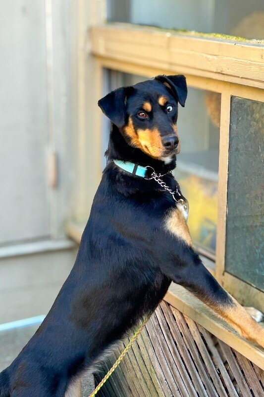 View Jackie Brown the Dog Photo #2