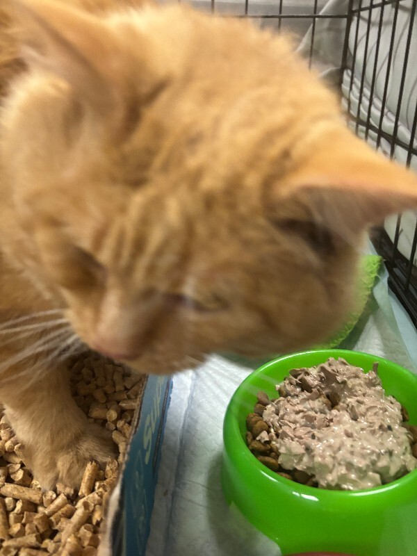 Silas - Cat
