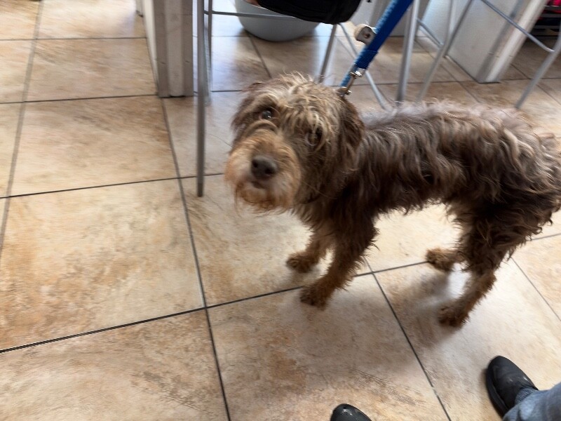 View Scappy Doo the Dog Photo #3