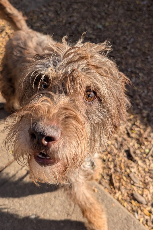 Scappy Doo - Dog
