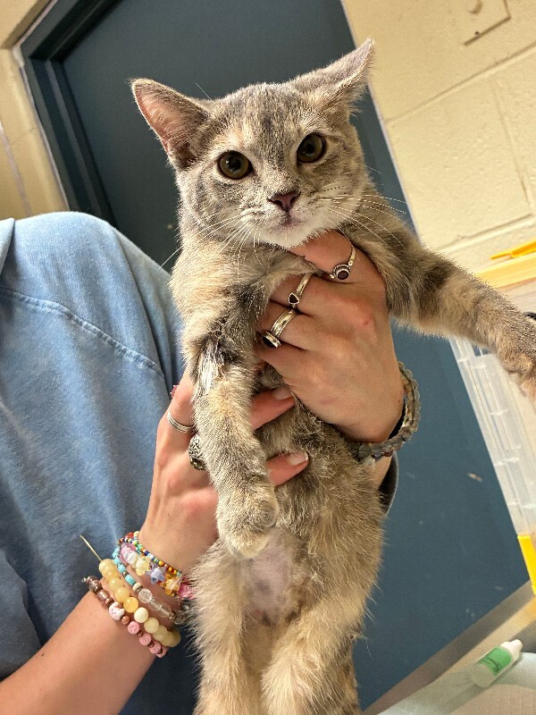 Shelley - Cat
