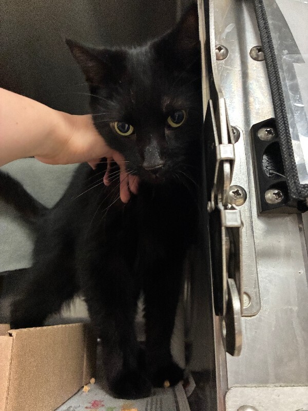 Salem Saberhagen - Cat