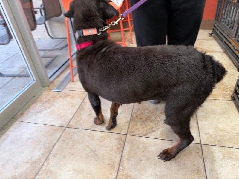 View Mara Jade the Dog Photo #2