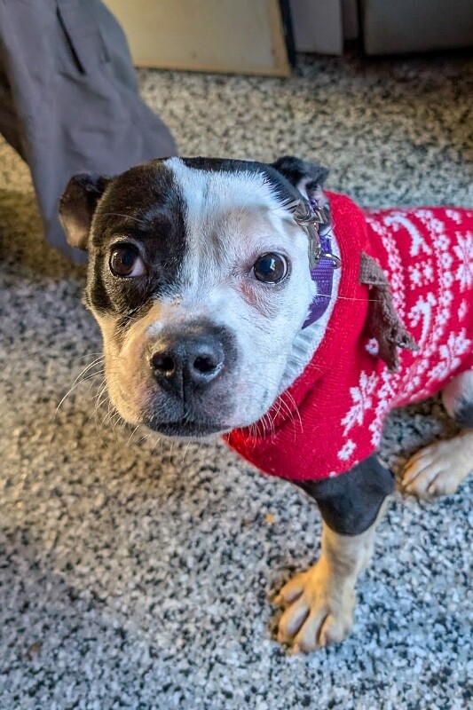 Carnell - Dog