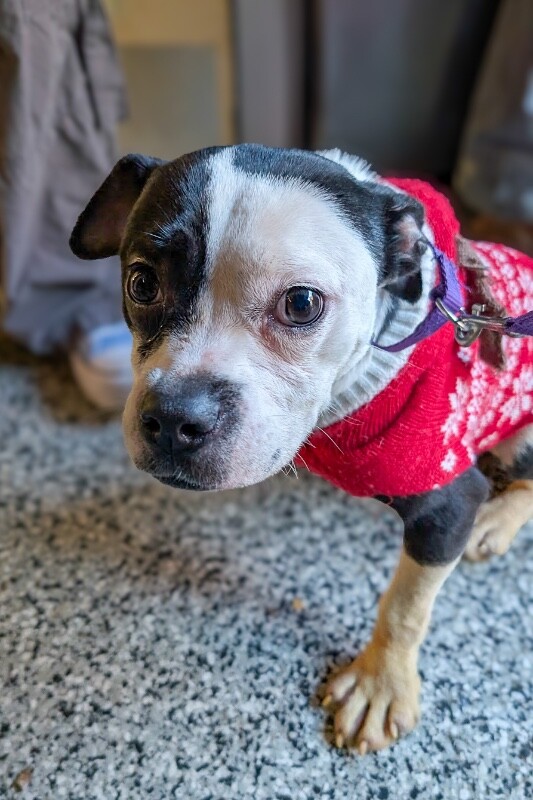 View Carnell the Dog Photo #2