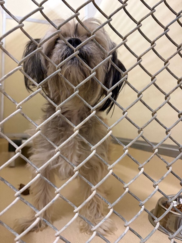 Chewy (actual) - Dog