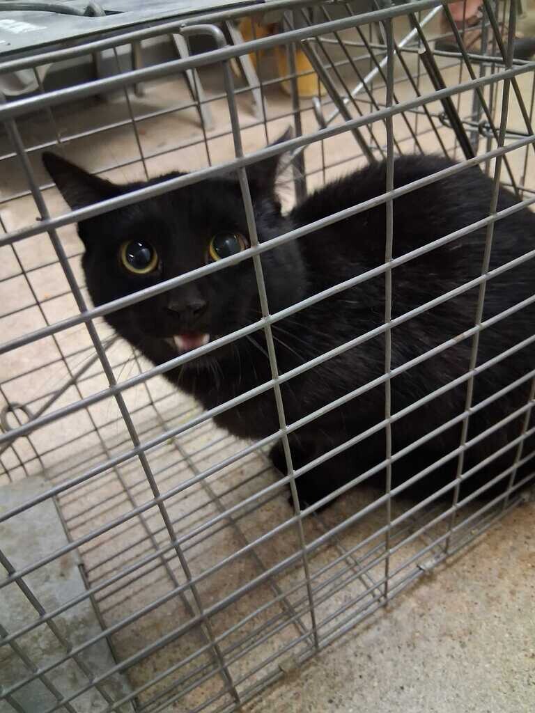 Poca - Cat