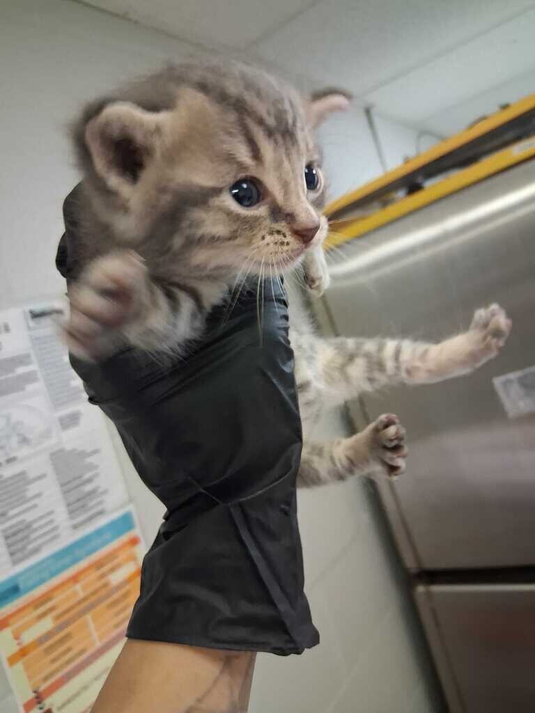 Caramel (red) - Cat