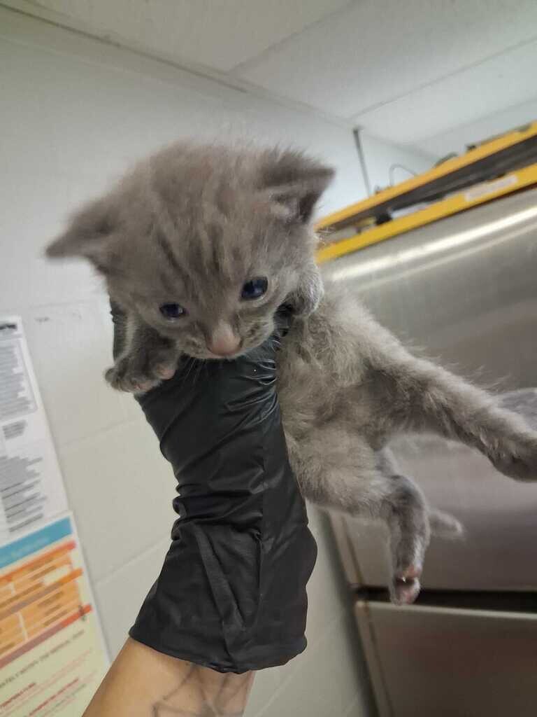 Voss (purple) - Cat