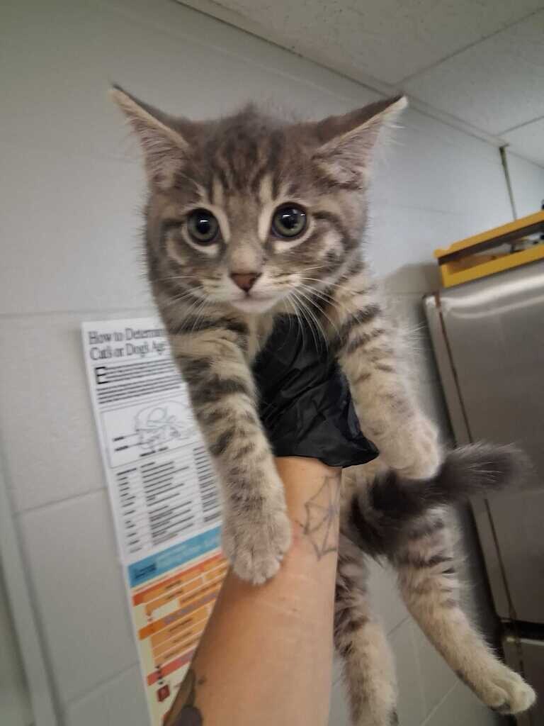 Errol - Cat