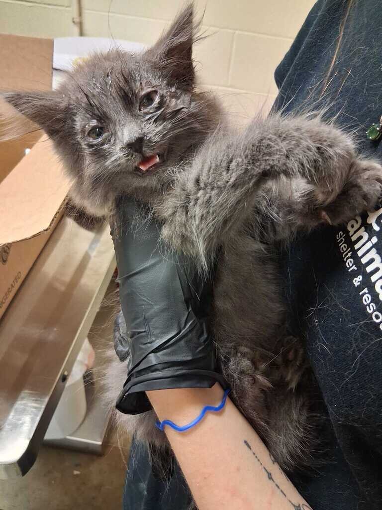Ambrosia - Cat
