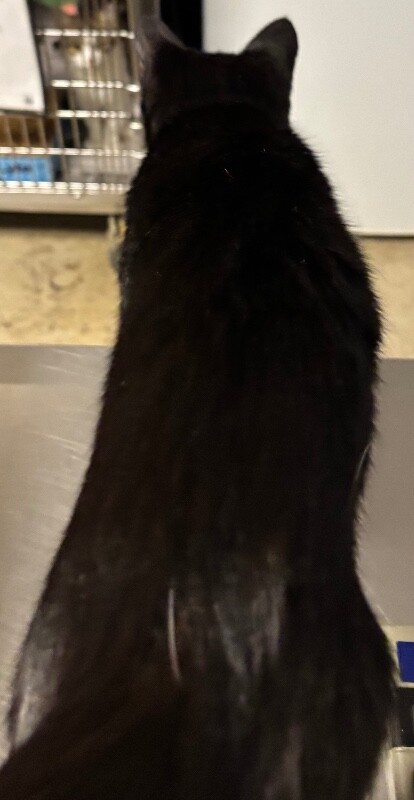 View Wednesday (actual) the Cat Photo #2