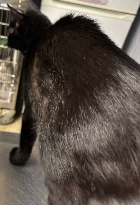 View Wednesday (actual) the Cat Photo #3
