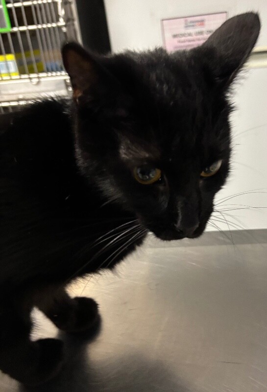 Wednesday (actual) - Cat