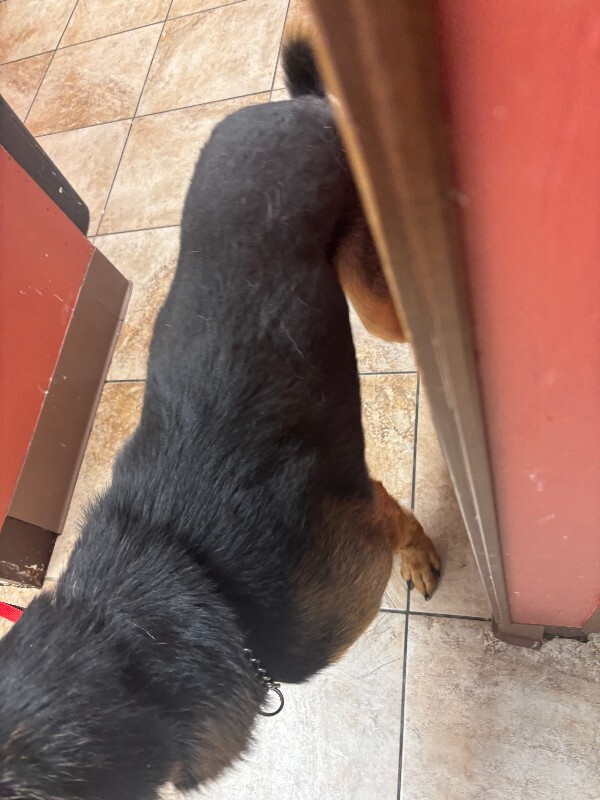 View Hiccup the Dog Photo #3