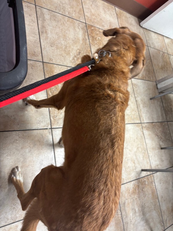 View Dede the Dog Photo #3