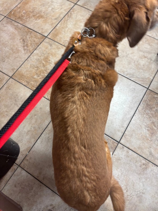 View Dede the Dog Photo #4