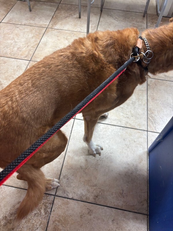 View Dede the Dog Photo #2