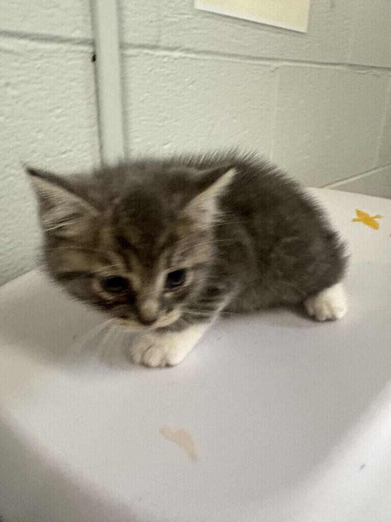Dodo - Cat
