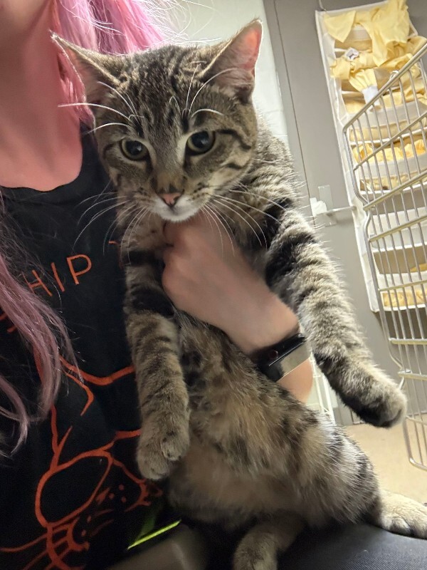 Julius - Cat